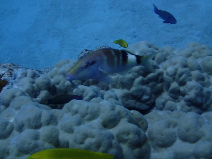 Parupeneus multifascius