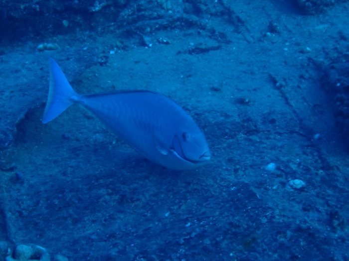 Naso brevirostris