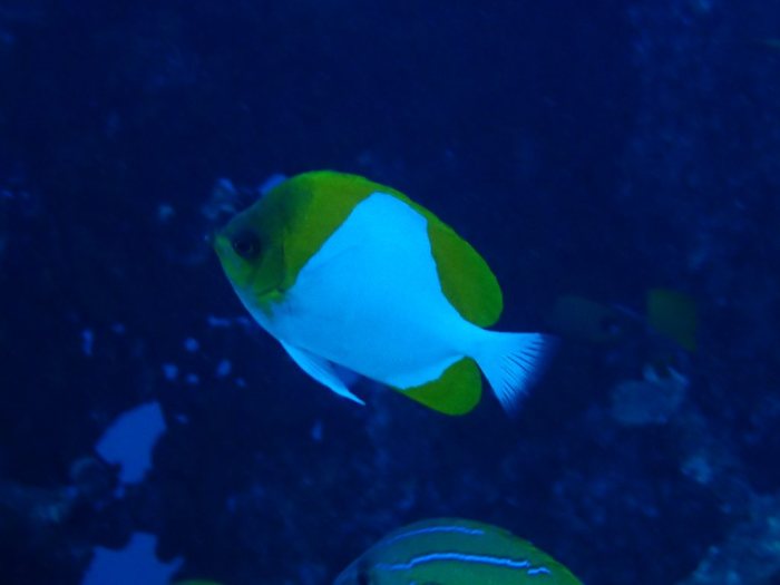Hemitaurichthys polylepis