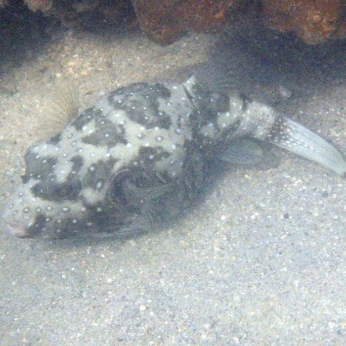 Arothron hispidus