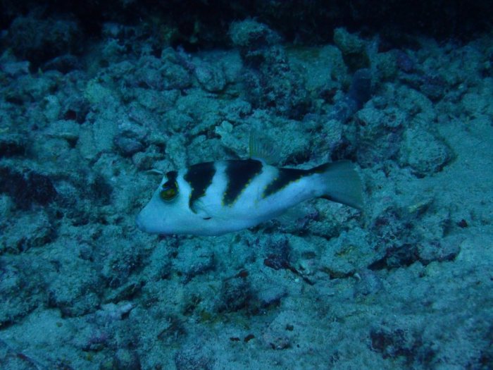Canthigaster coronata