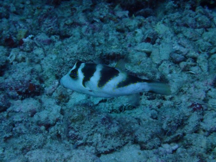 Canthigaster coronata