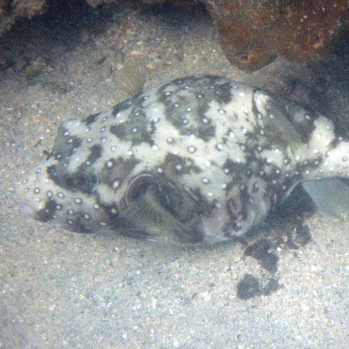 Arothron hispidus