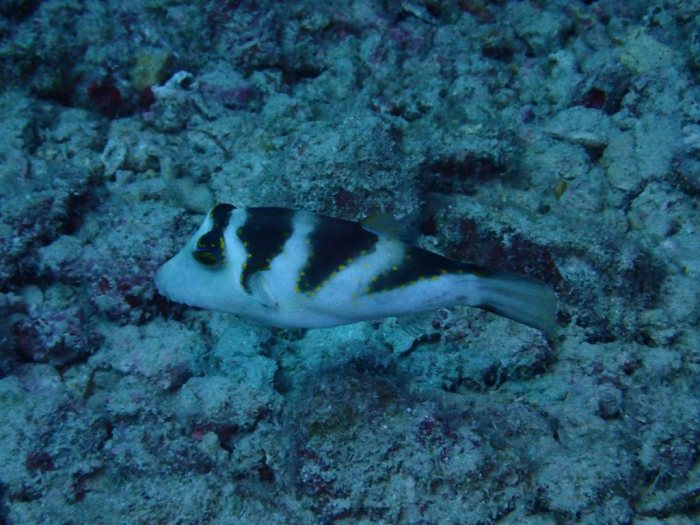 Canthigaster coronata