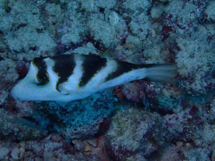 Canthigaster coronata