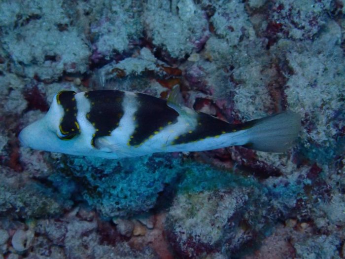 Canthigaster coronata