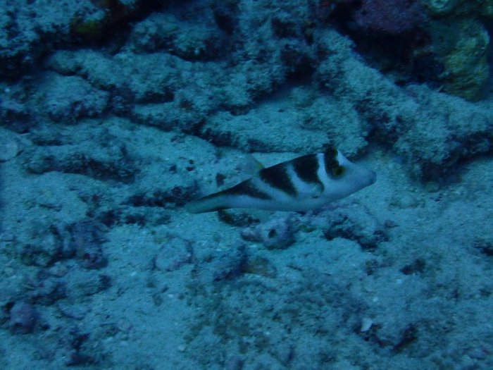 Canthigaster coronata