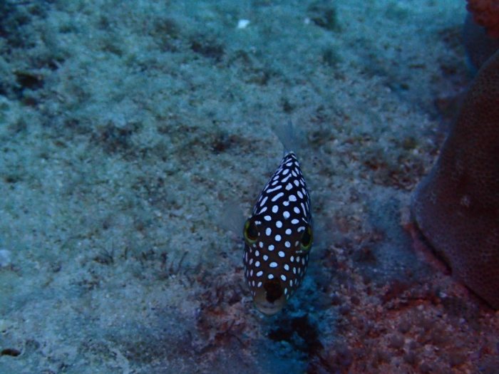 Canthigaster jactator