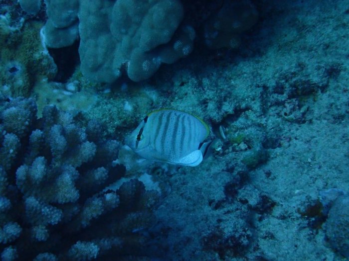 Chaetodon multicinctus