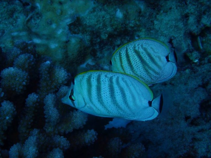 Chaetodon multicinctus