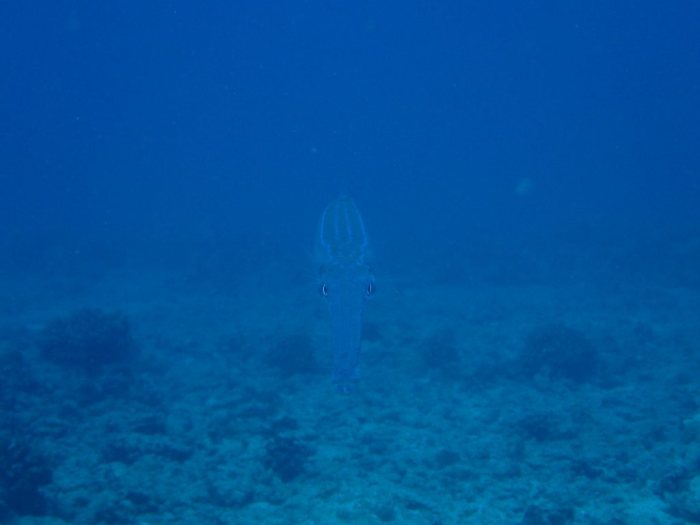 Fistularia commersonii