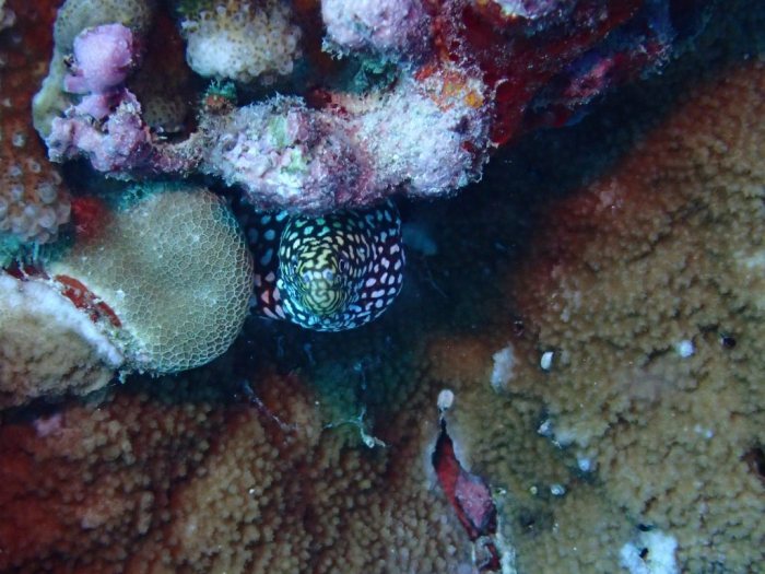 Gymnothorax eurostus