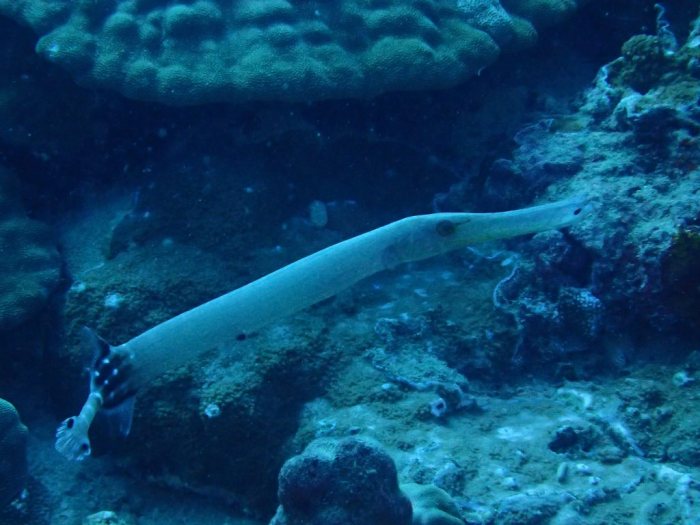 Aulostomus chinensis