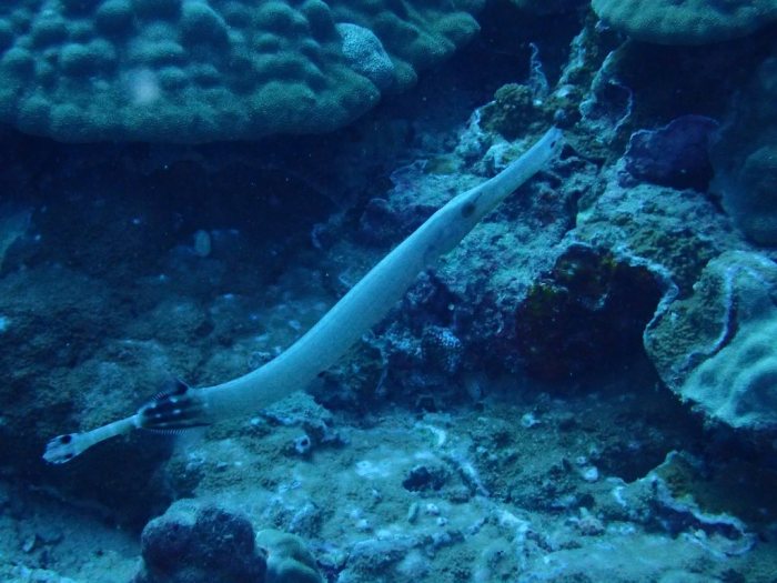 Aulostomus chinensis