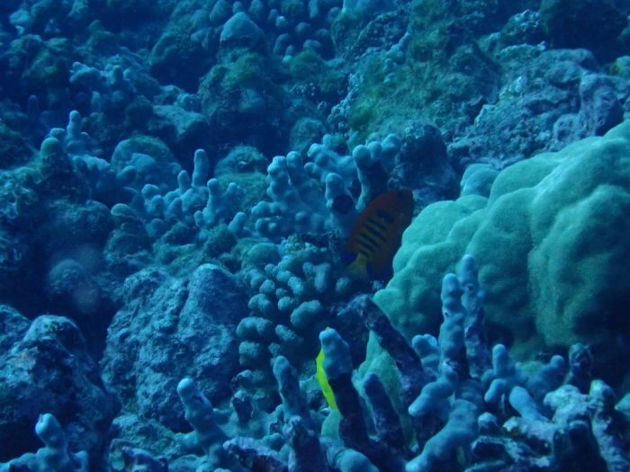 Centropyge loriculus