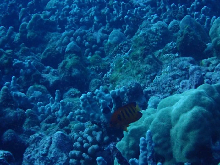 Centropyge loriculus