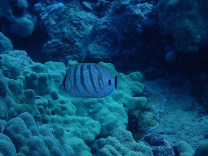 Chaetodon multicinctus