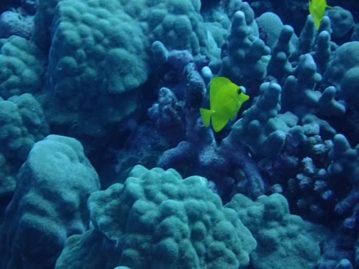 Zebrasoma flavescens