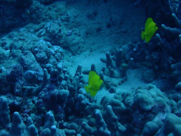 Zebrasoma flavescens