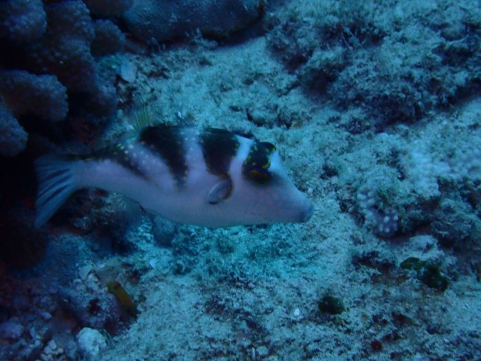 Canthigaster coronata