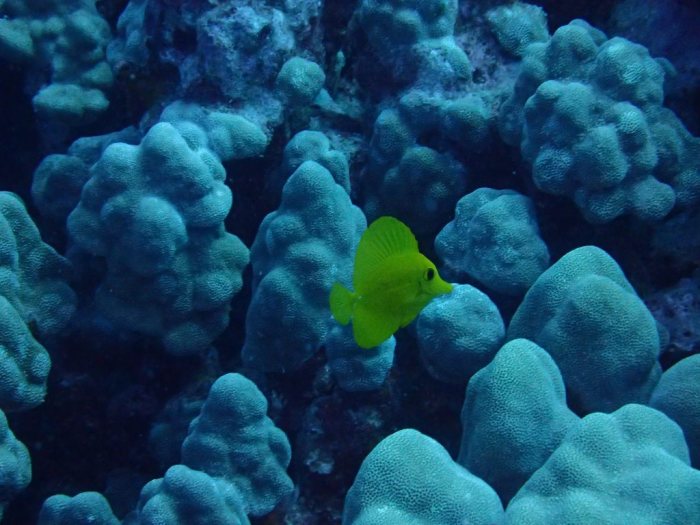 Zebrasoma flavescens