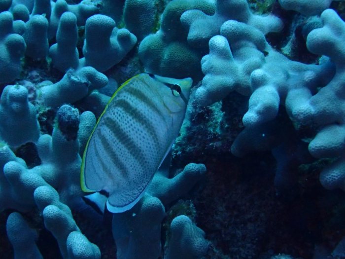 Chaetodon multicinctus