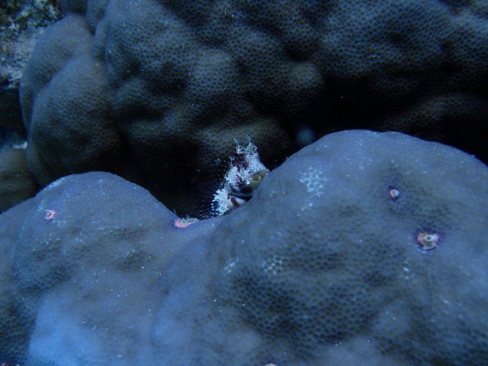 Crossosalarias macrospilus