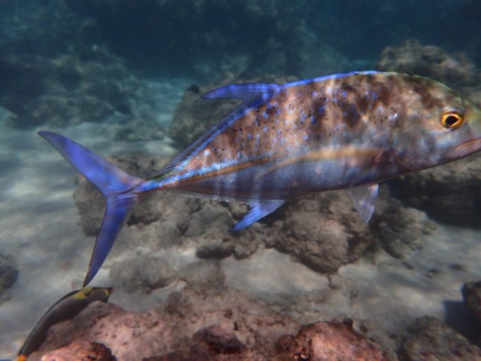 Caranx melampygus