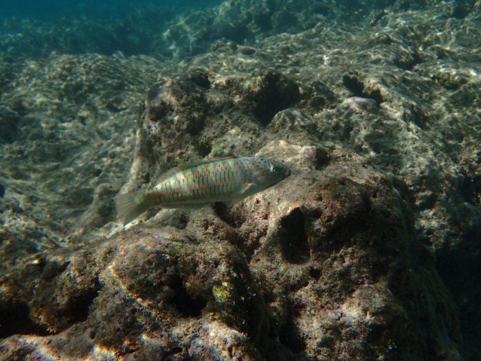Thalassoma trilobatum