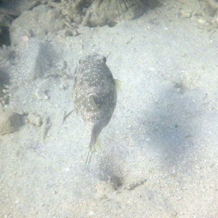 Arothron hispidus