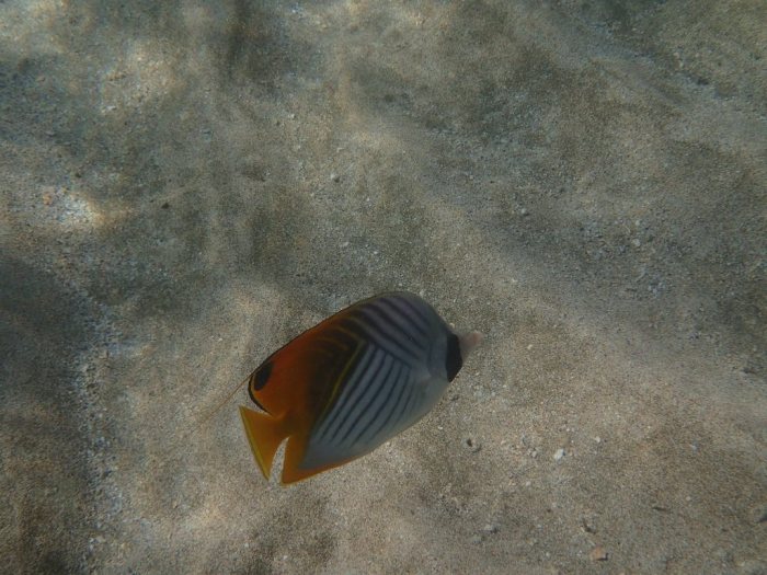 Chaetodon auriga