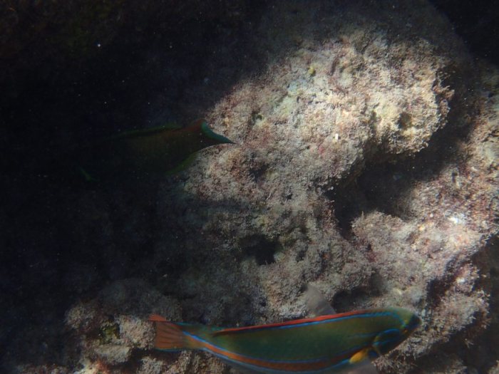 Stethojulis balteata