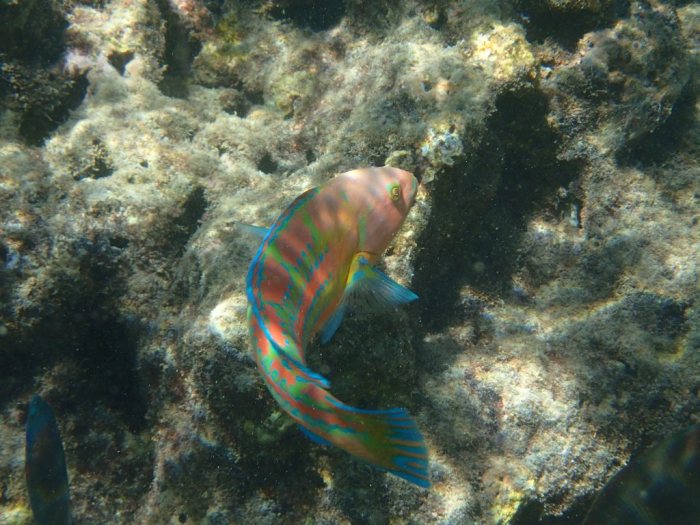 Thalassoma trilobatum