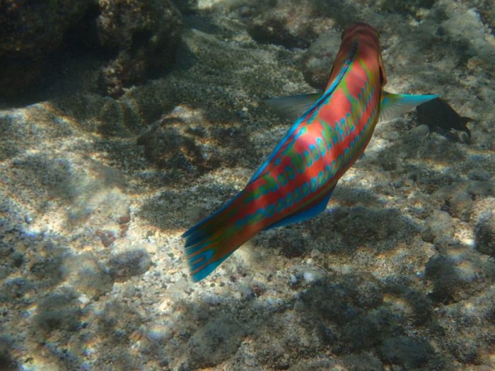 Thalassoma trilobatum