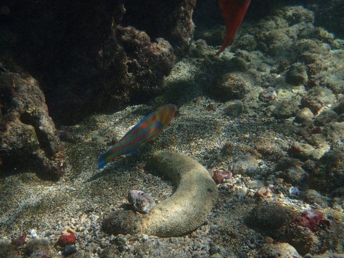 Thalassoma trilobatum