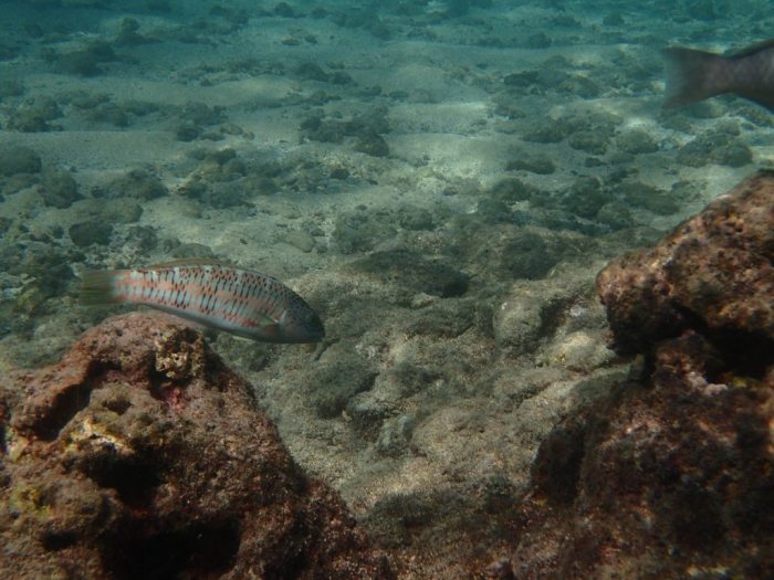Thalassoma trilobatum