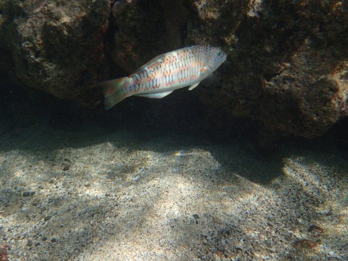 Thalassoma trilobatum