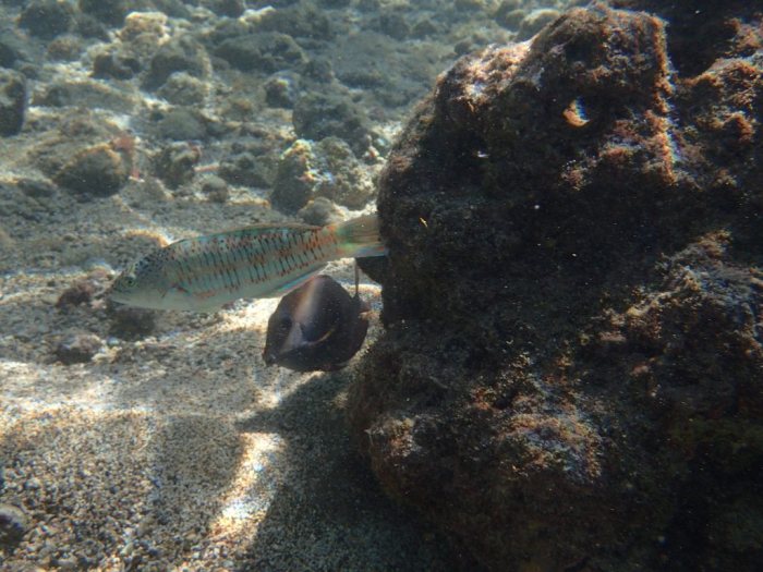 Thalassoma trilobatum