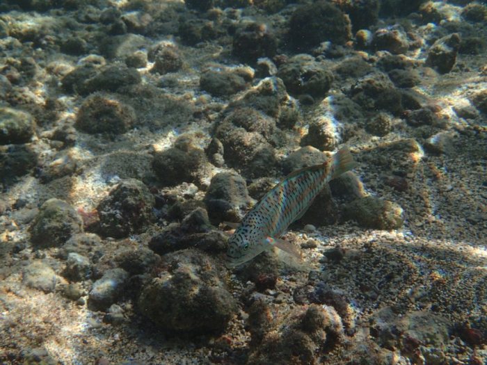 Thalassoma trilobatum