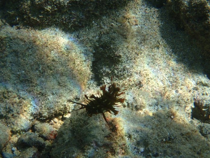 Novaculichthys taeniourus