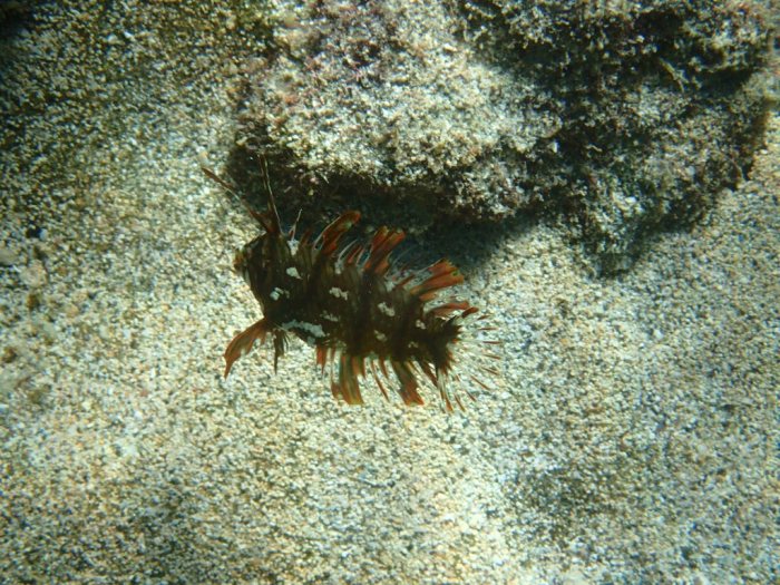 Novaculichthys taeniourus