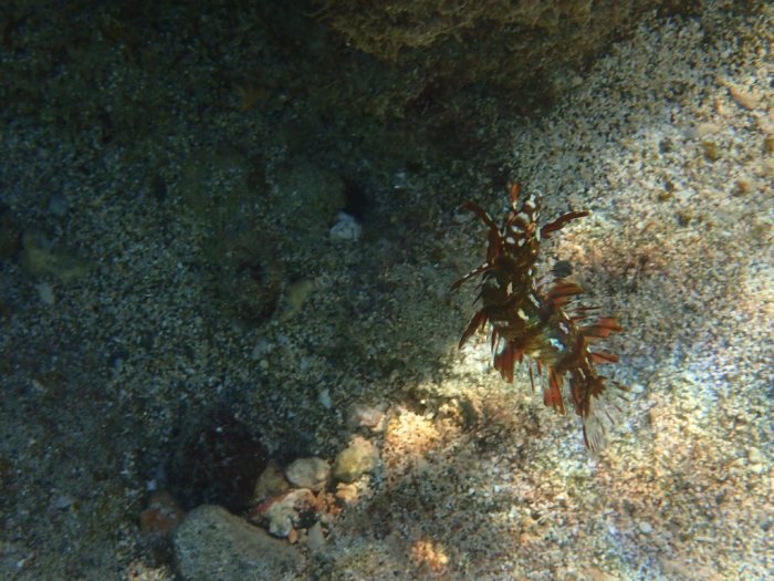 Novaculichthys taeniourus