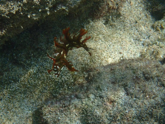Novaculichthys taeniourus