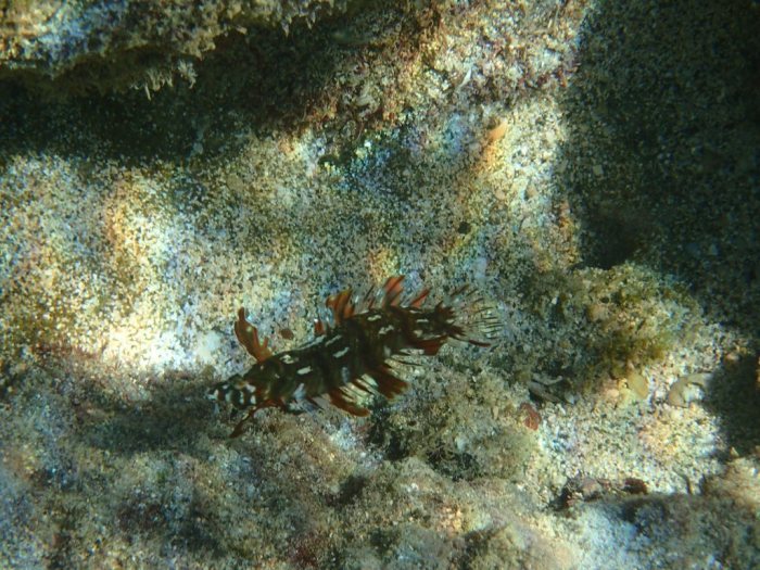 Novaculichthys taeniourus