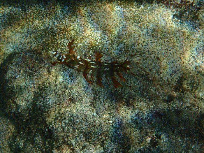 Novaculichthys taeniourus