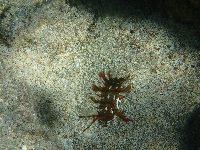 Novaculichthys taeniourus