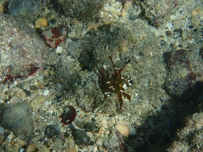 Novaculichthys taeniourus