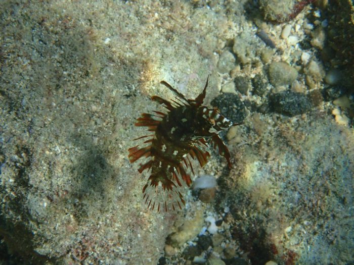 Novaculichthys taeniourus