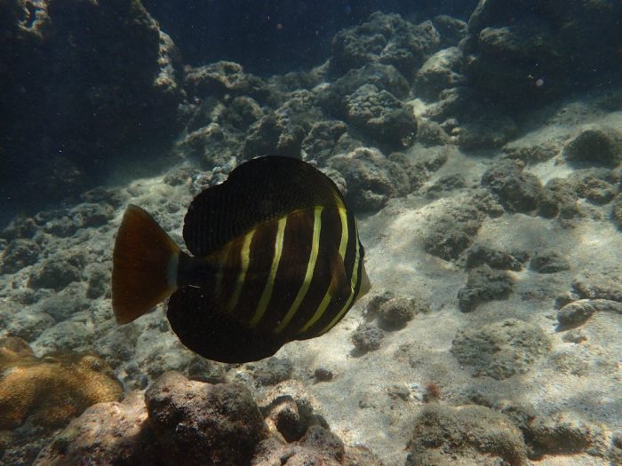 Zebrasoma velifer
