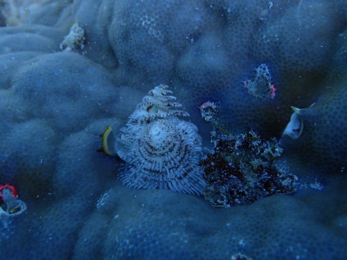 Spirobranchus corniculatus
